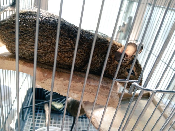 Twitterのコスプレ画像4