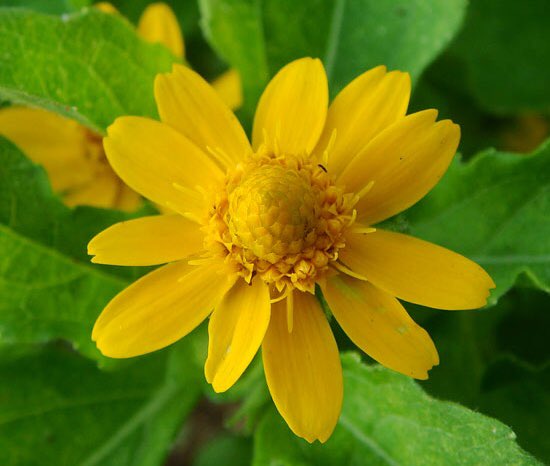 もも Twitterissa おはようございます 6 27誕生花 メランポジウム 花言葉 小さな親切 別名ミリオンゴールド キク科で春から霜が降りる頃まで夏の蒸し暑さの中でも休むことなく咲かせます 花名はギリシャ語でメラン 黒い ポジウム 足 が語源で茎が黒いことに