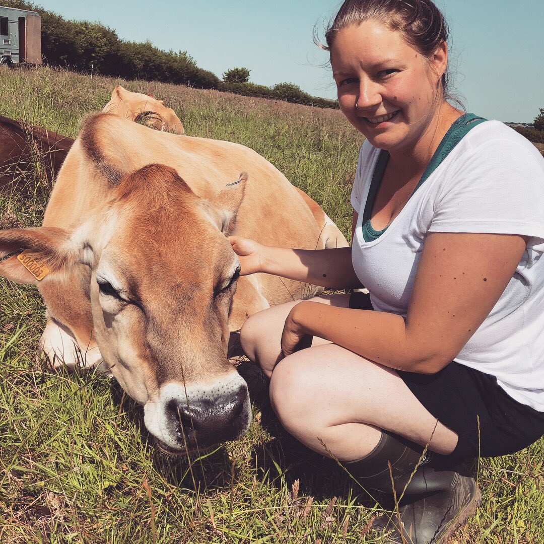 ReallyPro's tweet image. With the jersey cows in searing heat in Hebron today #farming #menterbusnes #welshmilk #rawmilk