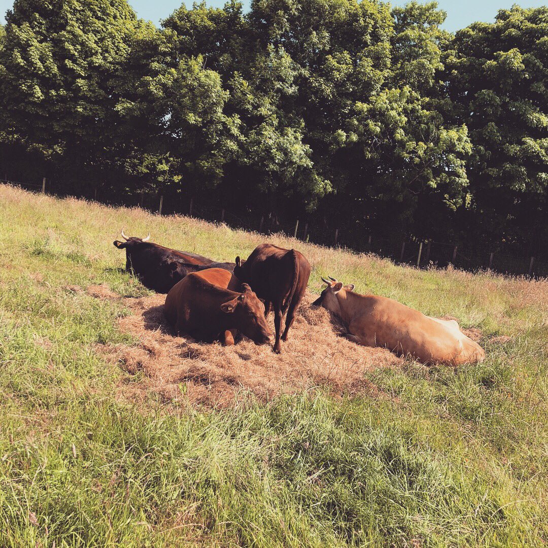 ReallyPro's tweet image. With the jersey cows in searing heat in Hebron today #farming #menterbusnes #welshmilk #rawmilk