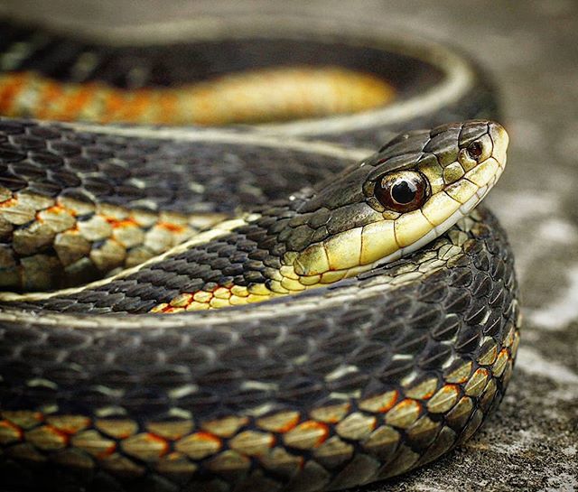 SethLaGrange's tweet photo. A closeup shot of the garter snake from yesterday.

#beardedbiologist #gartersnake #thamnophis #snakeresearch #snakesareawesome #snakesneedlovetoo #snakesofinstagram #herpetology #biologist #ecologist #wildlife_perfection #closeup #macrophoto #wildlifeph… https://t.co/WAopiMp5WP https://t.co/dRG6pJTz8P