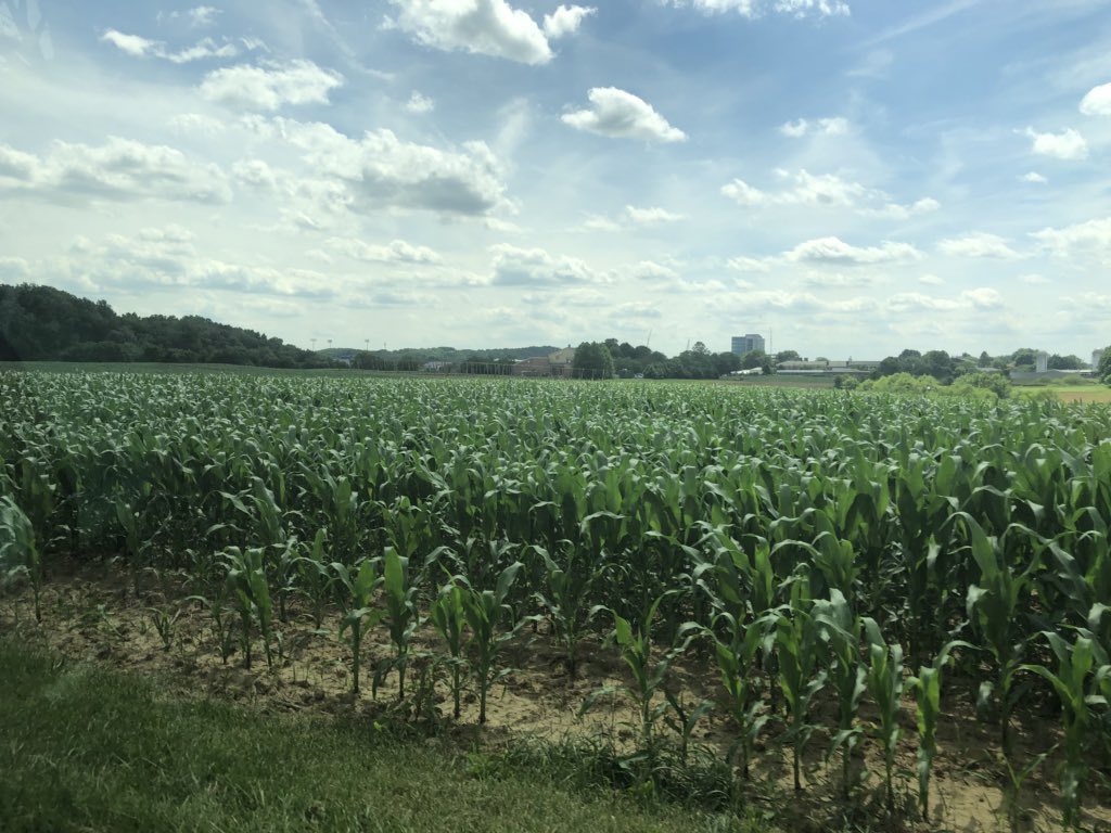 kirstenmucha's tweet image. Shout out to Corteva colleague @RickDeadwyler and ag experts from @udelaware Dairy &amp;amp; Farm for an informative field trip and tasty treats from UD Creamery! #lifeatcorteva