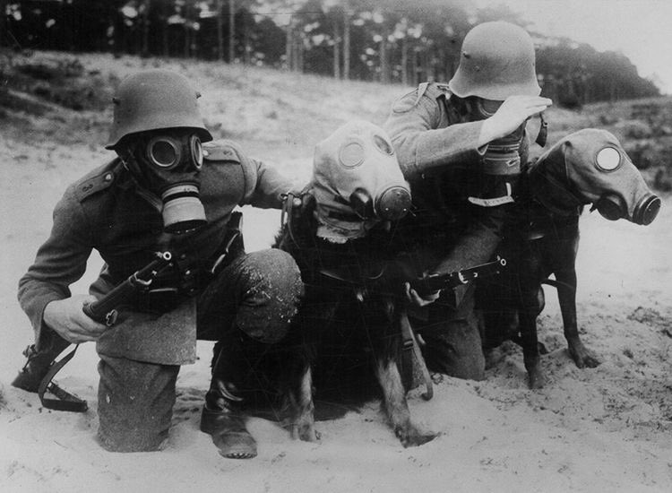 Attempts at gas masks were made for many animals during #ww1. Dogs and horses were the most common, although horses would often mistake them for feed bags and tear them apart.