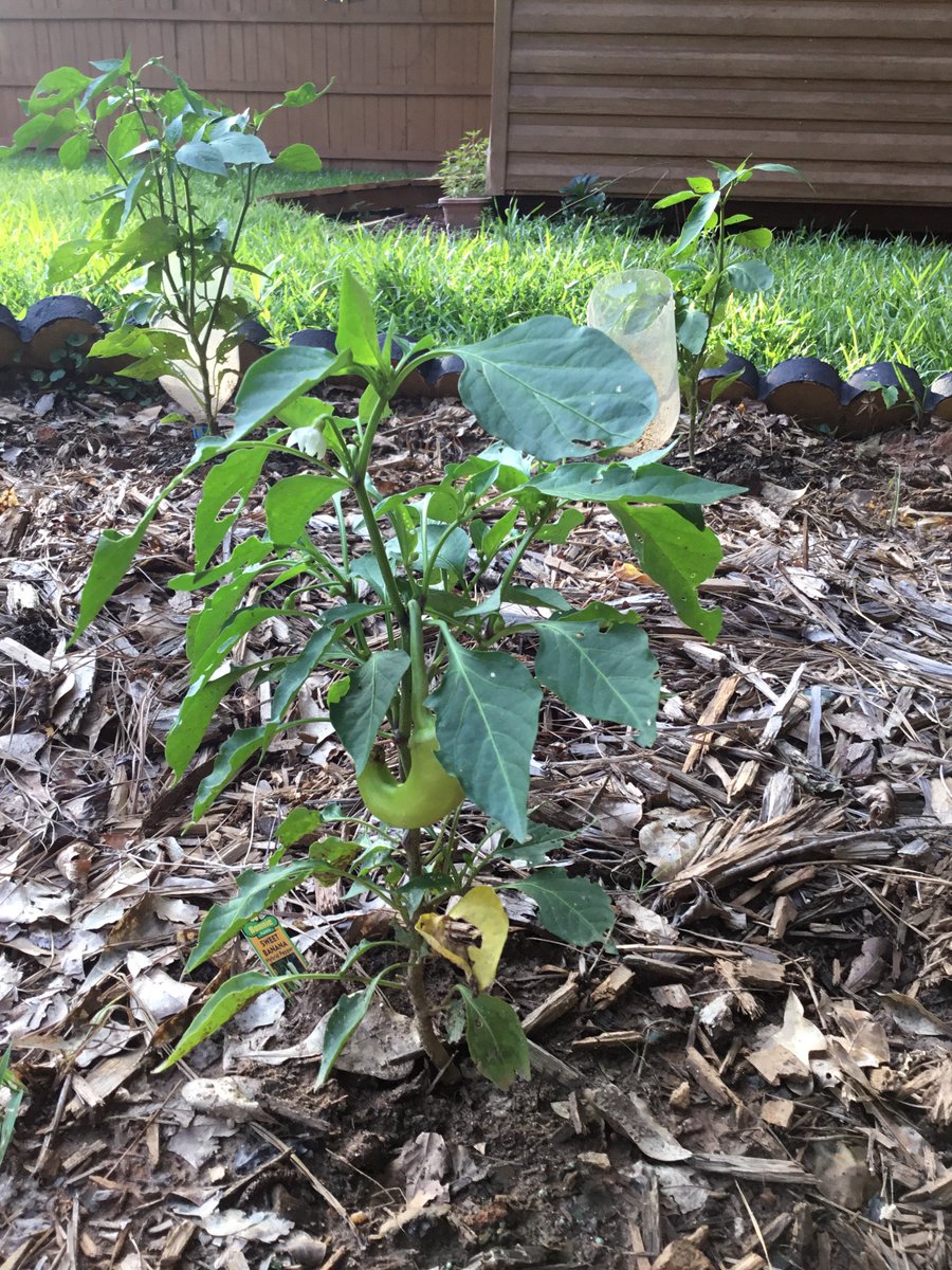 Grandess's tweet photo. We plant the seed, God makes it grow.  He grew me a pepper! #ddbc2018 https://t.co/AUygxnZGvs
