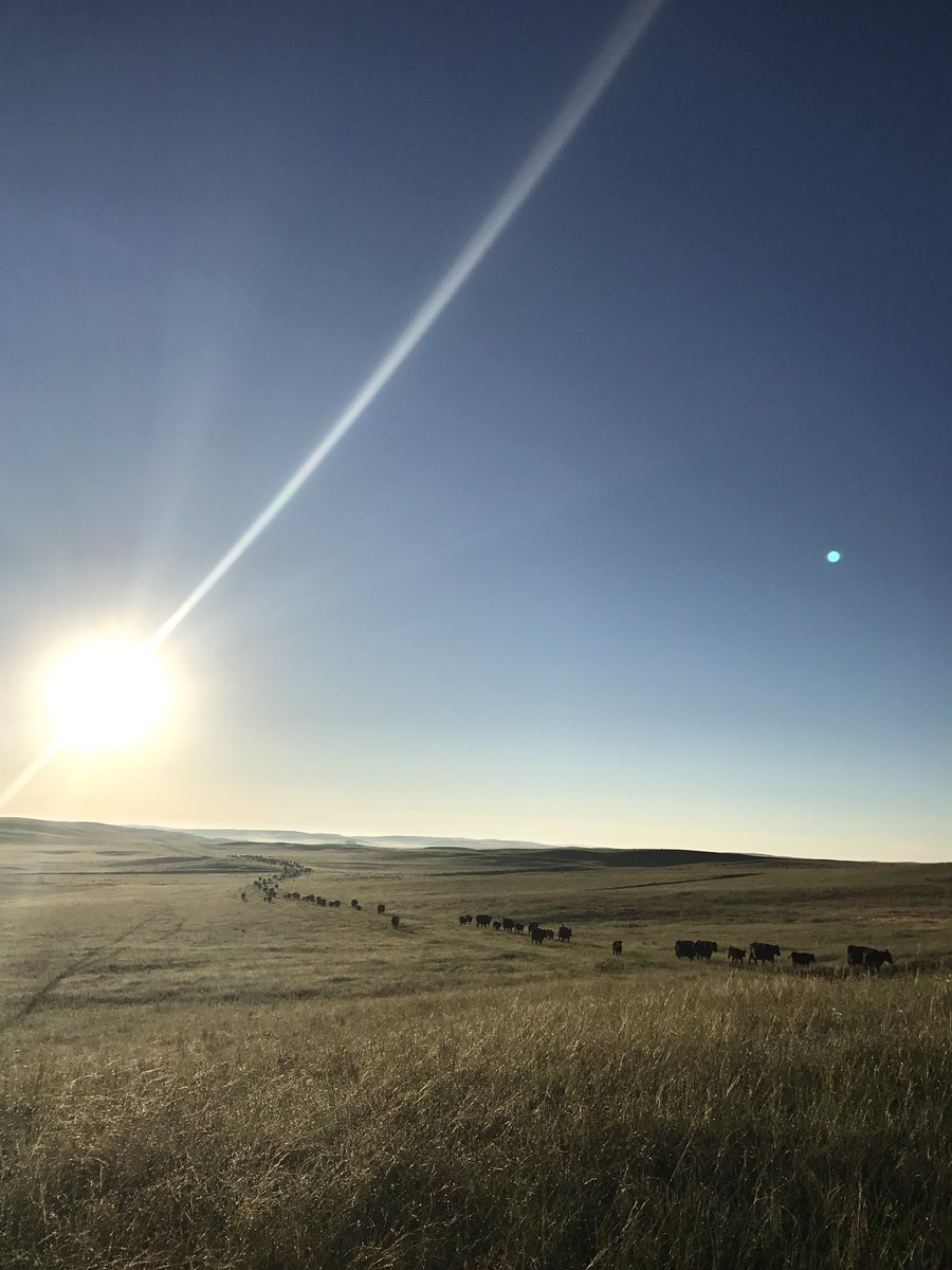 Carlson1977N's tweet photo. Last set of pairs to summer range this am. https://t.co/1sYrp6KXHT