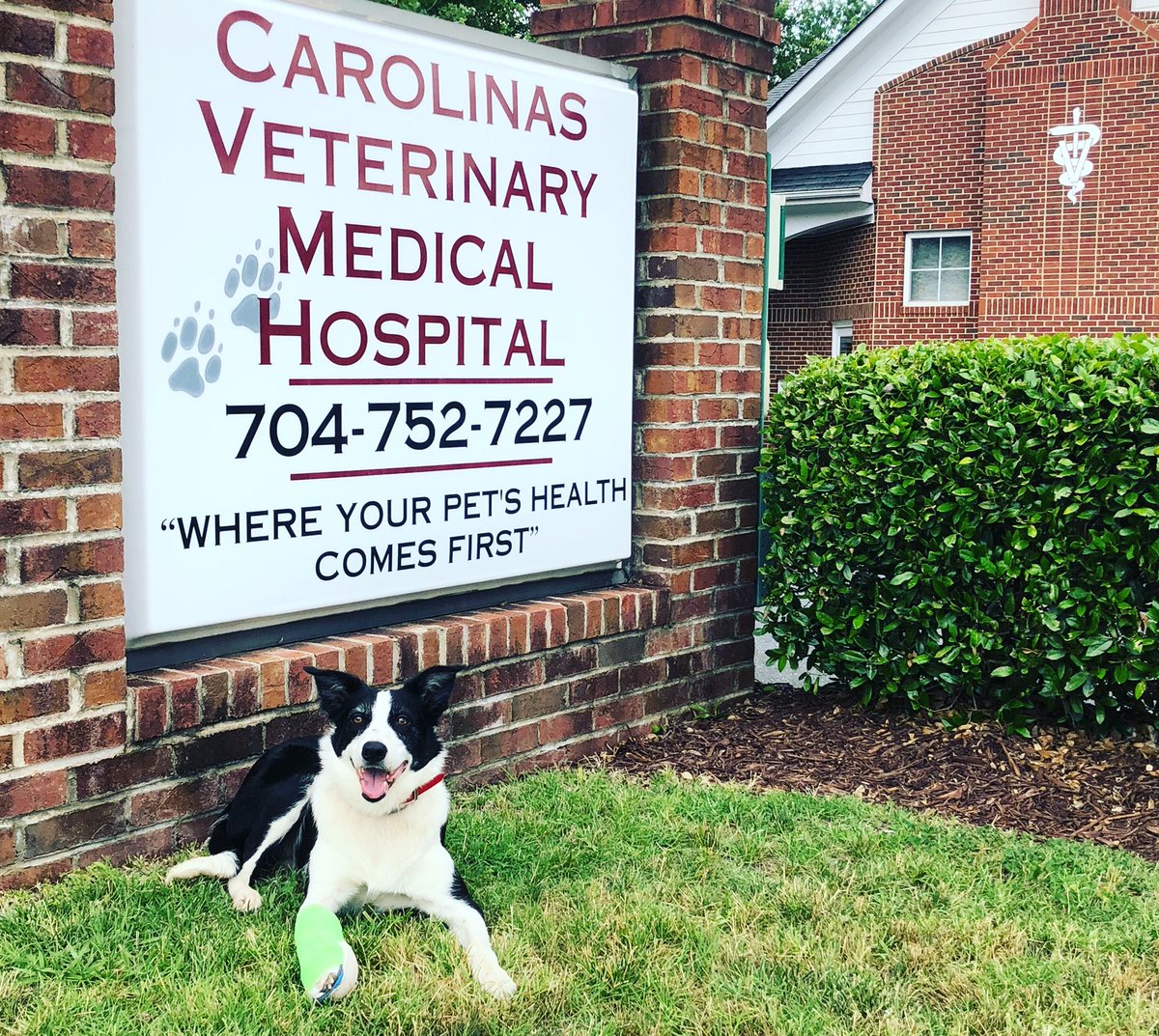 Flyawaygeese's tweet photo. Special thanks to Carolina Veterinary Medical Hospital and Dr. Watson. Bett is getting better every week and should be back to work by the end of molting season. When it comes to orthopedic vets. Dr. Watson is the best! #goosedog #brokenfoot #brokenfootproblems @CarolinasVet https://t.co/11sUj8vHMi