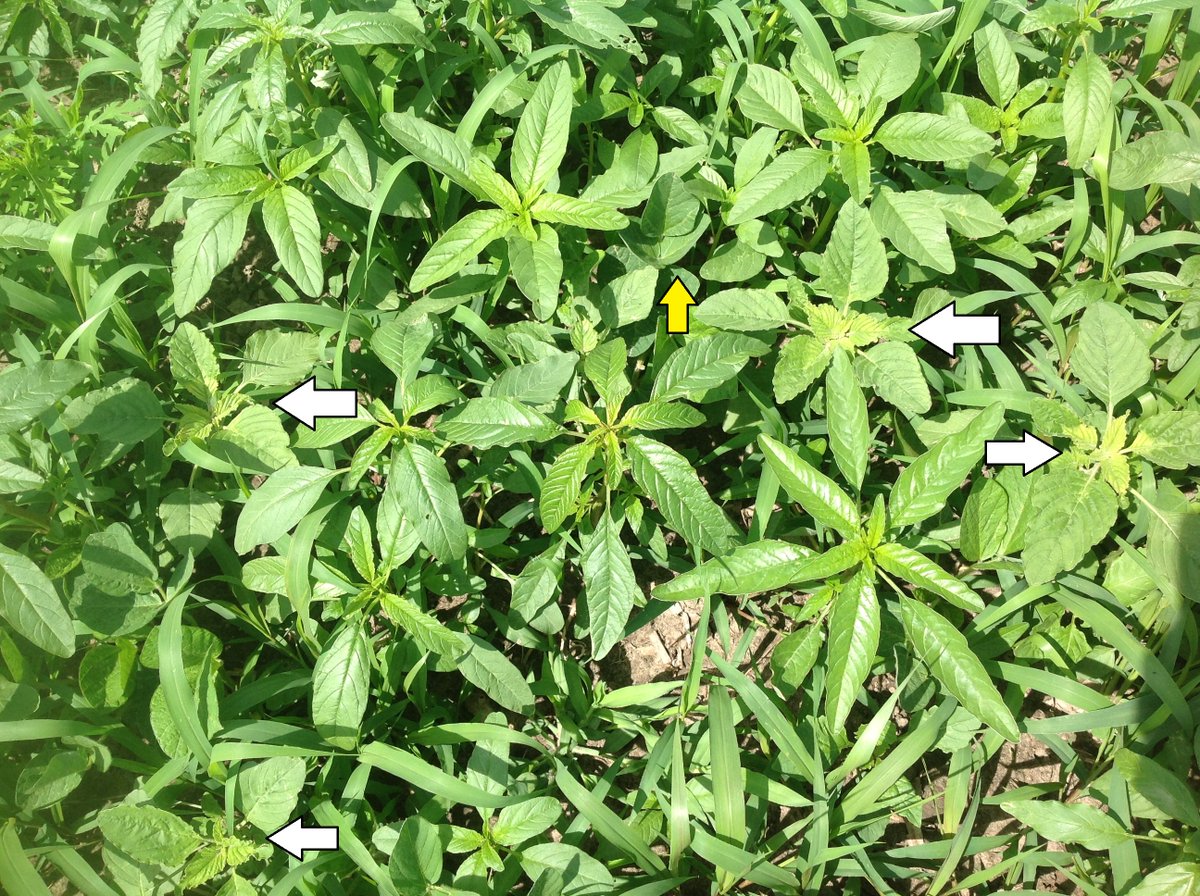 Answer: 4 Pigweed - white arrows. Soybean marked with yellow arrow. As this weed moves across Ontario, need to know the difference and how to spot the difference. Leaf shape can be one difference. Confirm Waterhemp by checking for lack of hair. #Ontag