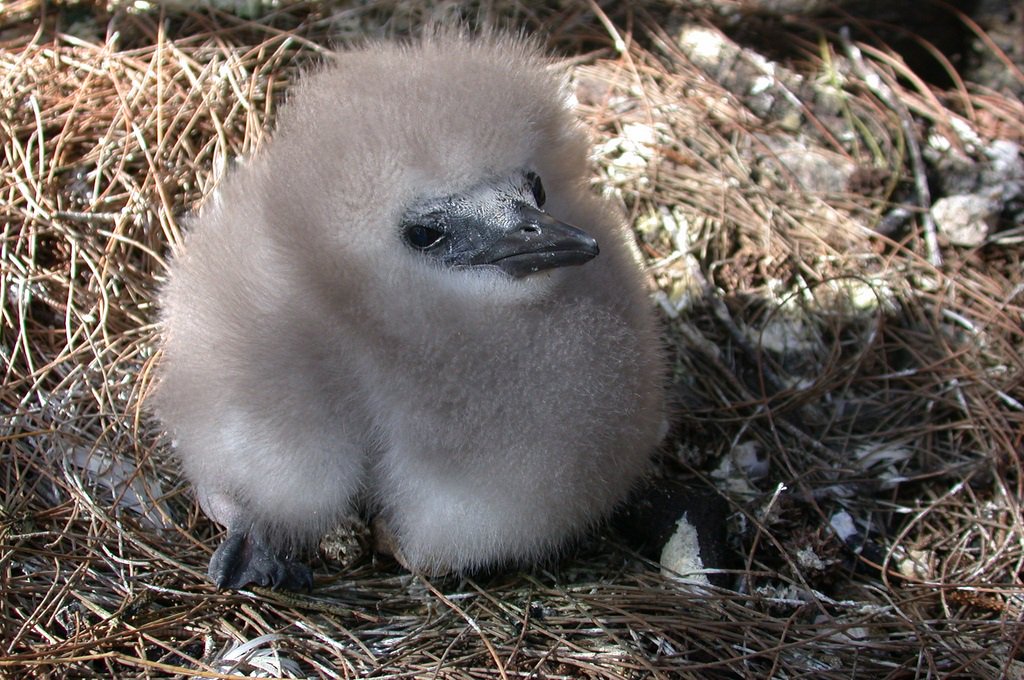 red-tailed tropicbird chick
