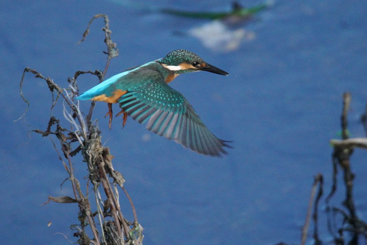 fuucon3513's tweet photo. #SonyCamera #PlayMemoriesMobile#カワセミ kingfisher insergram@fuucon 掲載予定 https://t.co/0qD3uyofTt