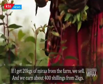 StandardKenya's tweet photo. Shanu walks about 14km every day from her home to the farm to pick miraa, which she later sells at a local market. This is the routine for mothers in Marsabit Town and most parts of Upper Eastern @KTNNews @huseinmoha @fahmo_mohammed #MothersofMiraa https://t.co/qIl4ILEAmf