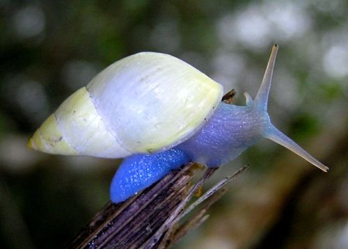 Weird_AnimaIs's tweet photo. The awesome looking blue-and-yellow snail from the Caribbean and Central America.

(Photo: Josef Grego) https://t.co/QNjIrp358e