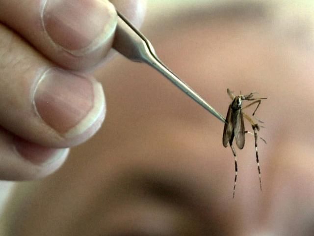 WFSBnews's tweet photo. BREAKING: Mosquitoes in a local CT town have tested positive for West Nile virus. https://t.co/lgEKmV9EqZ https://t.co/Wlg3DP2lMC