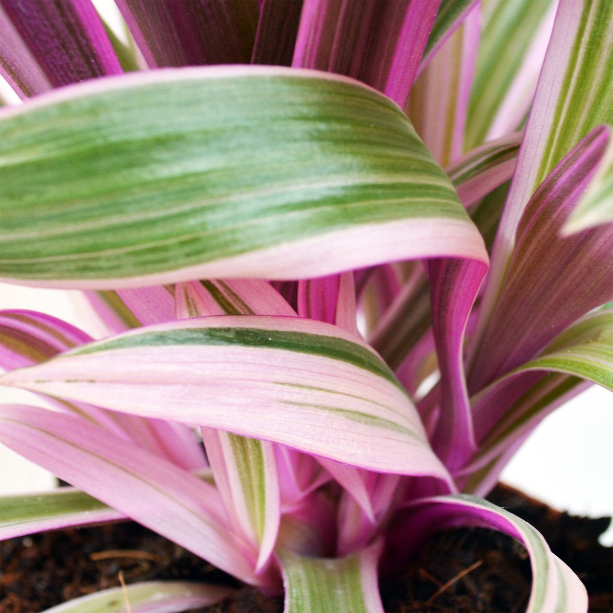 Look how pink the variegation is on these leaves 😍😎🤗🤩 #tradescantia #pinkvariegation #variegationtrend #pinkplants