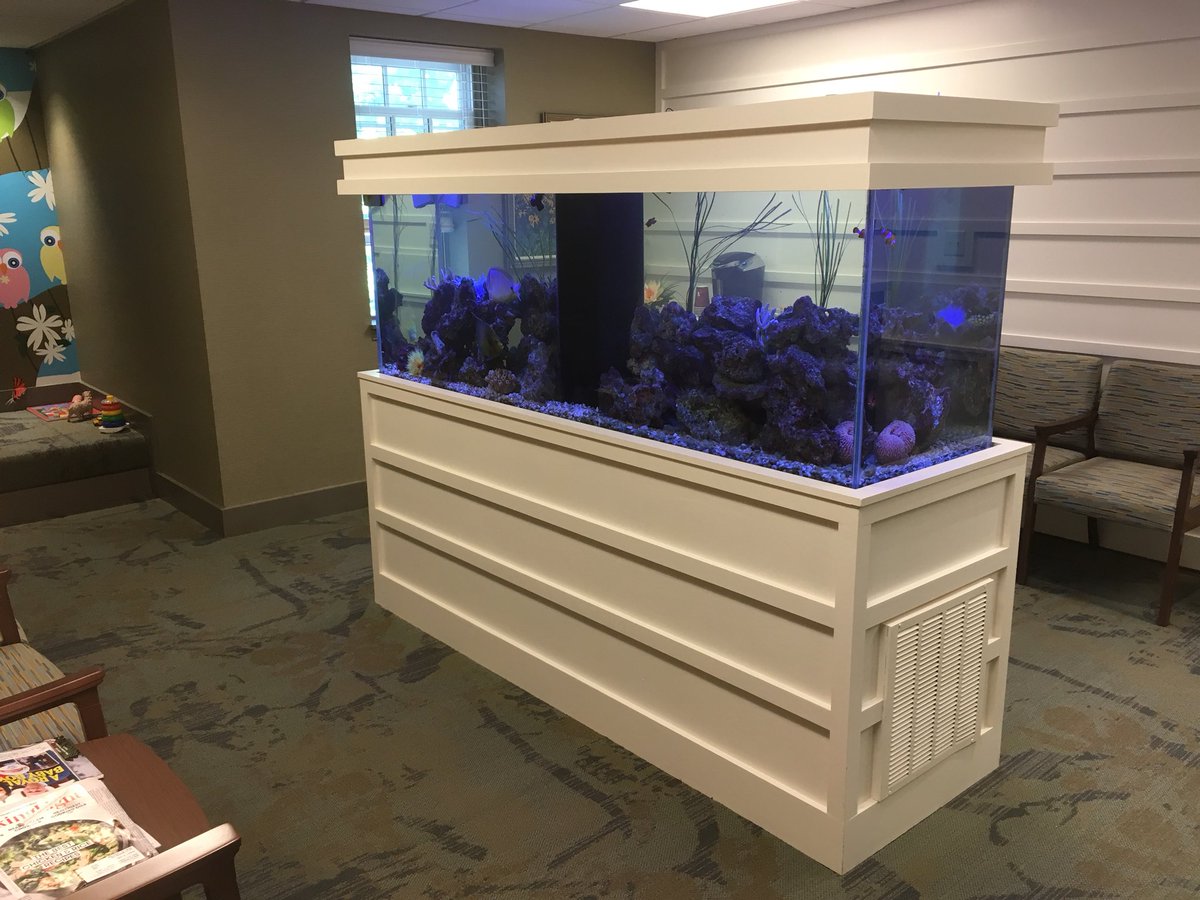 ArmcoAquatics's tweet photo. This beauty at Devon Dental Services is part of our original first accounts and still going strong!
#aquarium #commercial #office #armcoaquatics #aquariumtechnician #aquariummaintenance #aquariumservices #fishtank #servicetechnician #saltwateraquarium #sailfintang #devon https://t.co/lszvaJWhau