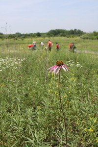 EcolabFdn's tweet photo. Local @Ecolab employees in Illinois partnered with @WetlandsTWI to restore pieces of the prairie in @MidewinNatTP through a volunteer planting day.

5,956 seedlings of native species were planted!  #EcolabGives #ECLTeam https://t.co/EXztmtBxG2