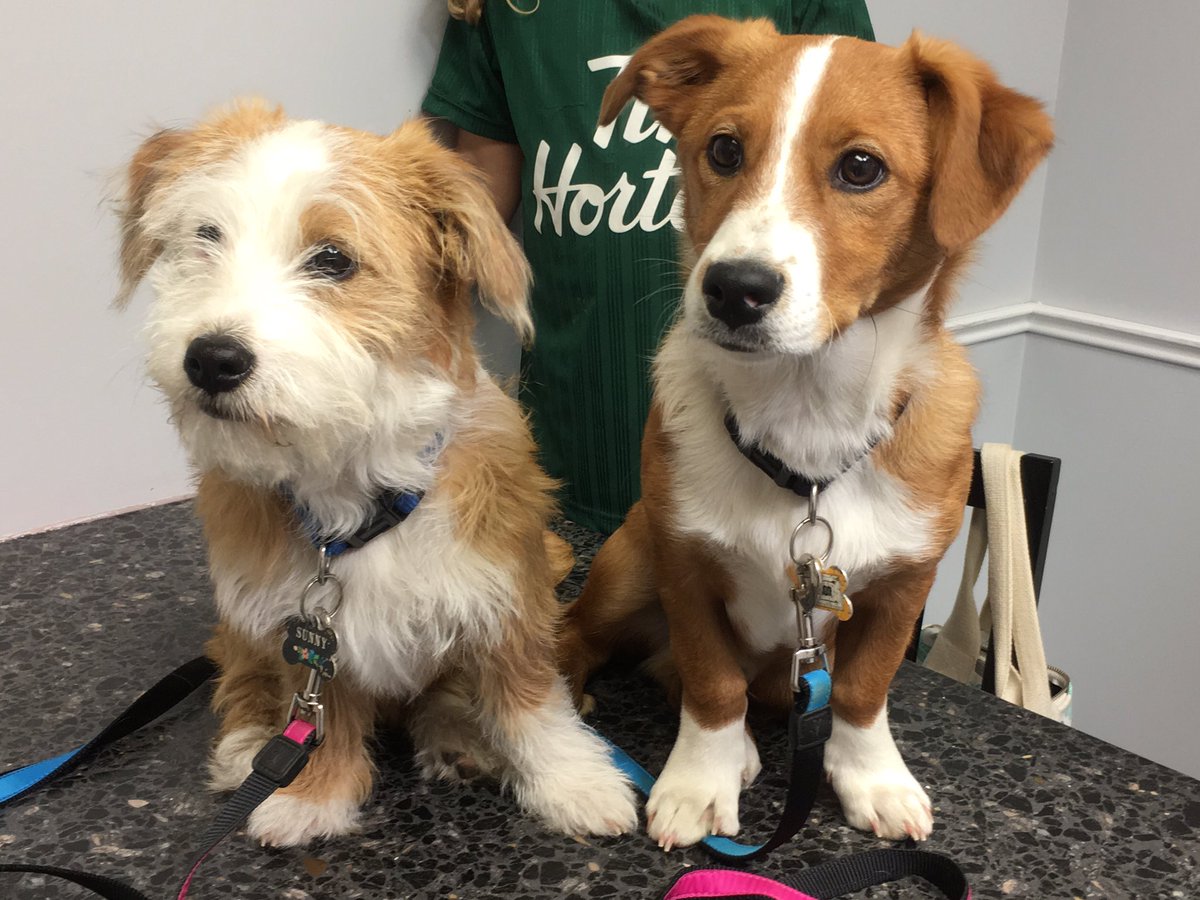 BlueMountainVet's tweet photo. This brother &amp; sister combo is too cute! They are Corgi X Jack Russell Terrier! #bluemountainveterinary #bmvs #corgi #jackrussell #puppies #cute https://t.co/nZuTnn2tjj