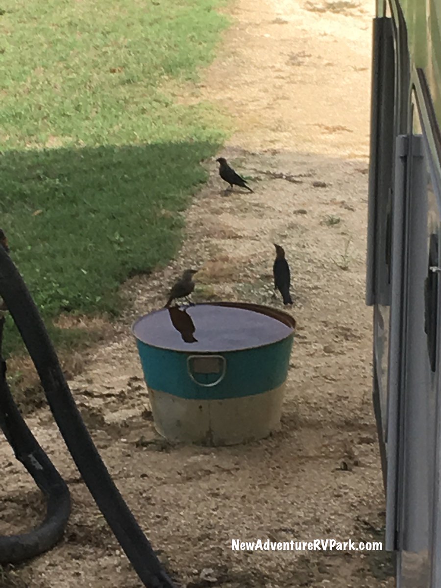#BeKind- capture your RV's runoff #water for our #feathered friends.  #birding #nature #fulltimerv #easttexas #GoRVing #summer