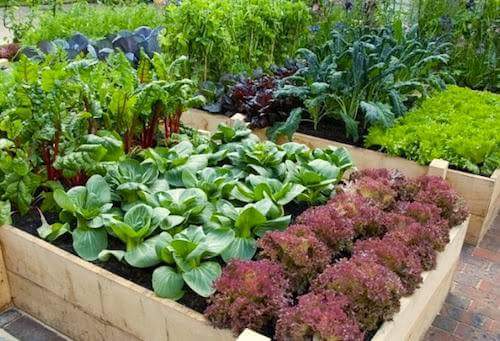 Does your garden produce more than your family can eat? We gladly accept fresh produce... our clients love it!
#NeighborsHelpingNeighbors #Share