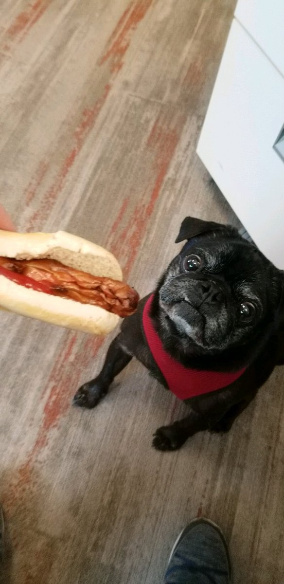 CapenthePug's tweet photo. Rex wants a hot dog from @LiveAXIS360! https://t.co/VRmEjdvoWF