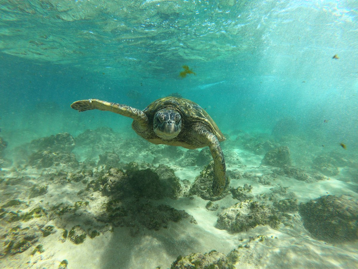 Happy #TurtleTuesday! 🌊🐢