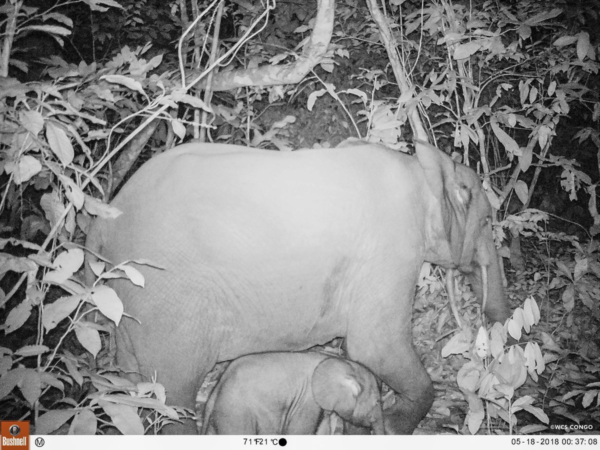 96 Elephants tweet media