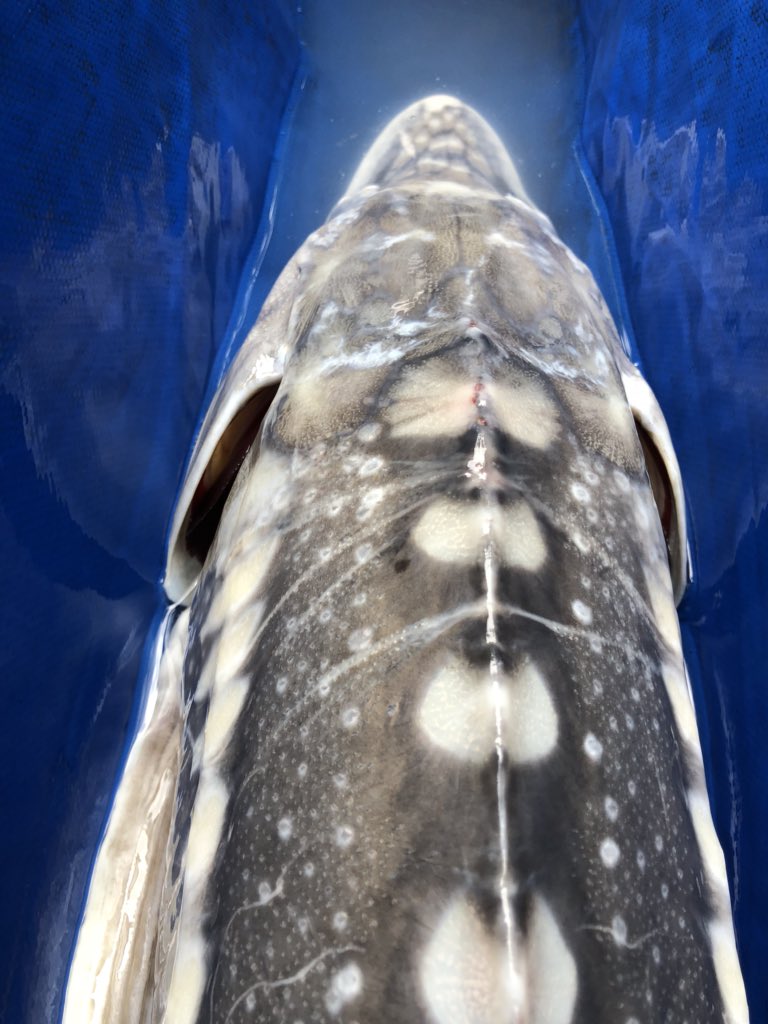 SturgeonSlayers's tweet photo. Another day another gill/net marked Sturgeon. Selective salmon harvesting MUST be implemented @DFO_Pacific @DLeBlancNB #SaveSturgeon #SelectiveFishing https://t.co/ug6VblALFd