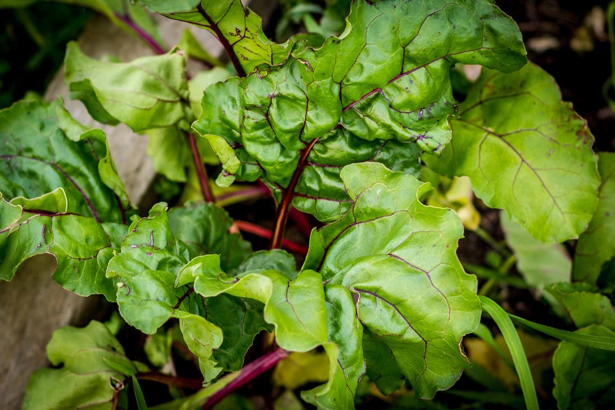 stephendukelow's tweet image. I love the colour of beetroot plants! #beetroot #nodig