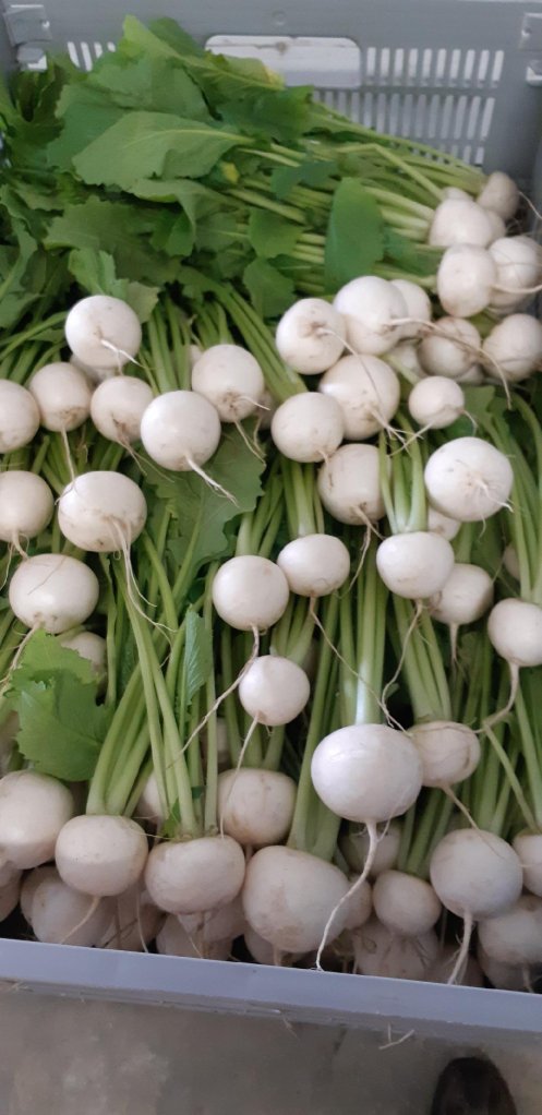 Hakurei salad turnips available for delivery Thursday from <a href="/OneLoveFarm/">One Love Farm</a> in Lillooet. Broccolini too! Get your orders in by midnight and have local food on the menu for the long weekend! direct.eatlocal.org