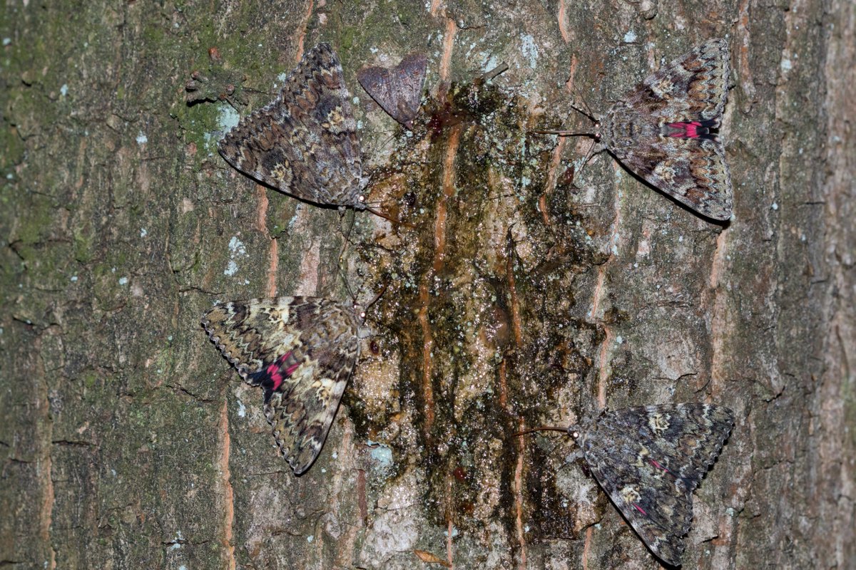 Gisteren maar liefst 75 karmozijnrood weeskinderen (Catocala sponsa) op smeer. Het maximum was 5 op 1 boom #nachtvlinders