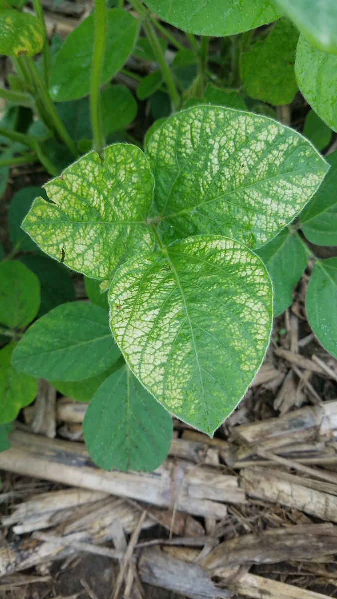 SchroederRoss25's tweet photo. It's #BeanWeek here in Monroe, WI! Many beans are beginning to flower and some are reaching the R2 stage! R3 is a very critical stage to apply fungicides and foliar nutritionals. Keep your beans happy and healthy unlike these boron deficient beans. #beanwise #helenaintern18 https://t.co/HivHKxrlTy