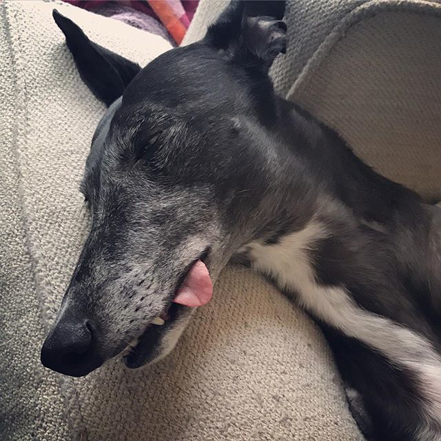 American Greyhound tweet media