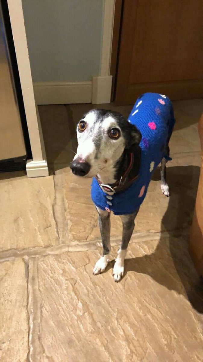 NWDogRescue's tweet photo. Hey, I am 🐾FINN🐾and I'm loyal, loving and curl up small for snuggles.
 I'm in rescue in Shrewsbury UK @NWDogRescue 
Please RT all my details and enquiry-form
https://t.co/9l8L7g91eJ https://t.co/sd7th1tfIY