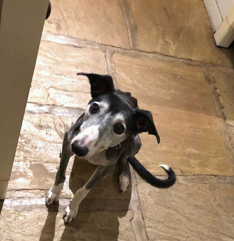 NWDogRescue's tweet photo. Hey, I am 🐾FINN🐾and I'm loyal, loving and curl up small for snuggles.
 I'm in rescue in Shrewsbury UK @NWDogRescue 
Please RT all my details and enquiry-form
https://t.co/9l8L7g91eJ https://t.co/sd7th1tfIY