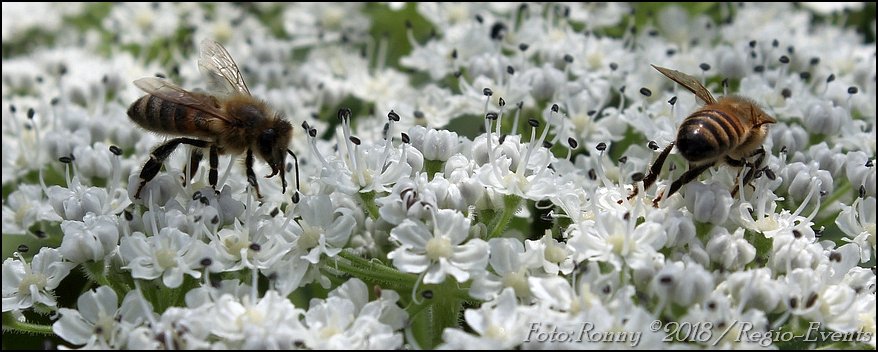 112regioflits's tweet photo. Even op een andere tour vandaag. Crops/uitsneden uit originele foto's van dinsdagmiddag in #Pagedal 1/2 https://t.co/TCsu5koH9C