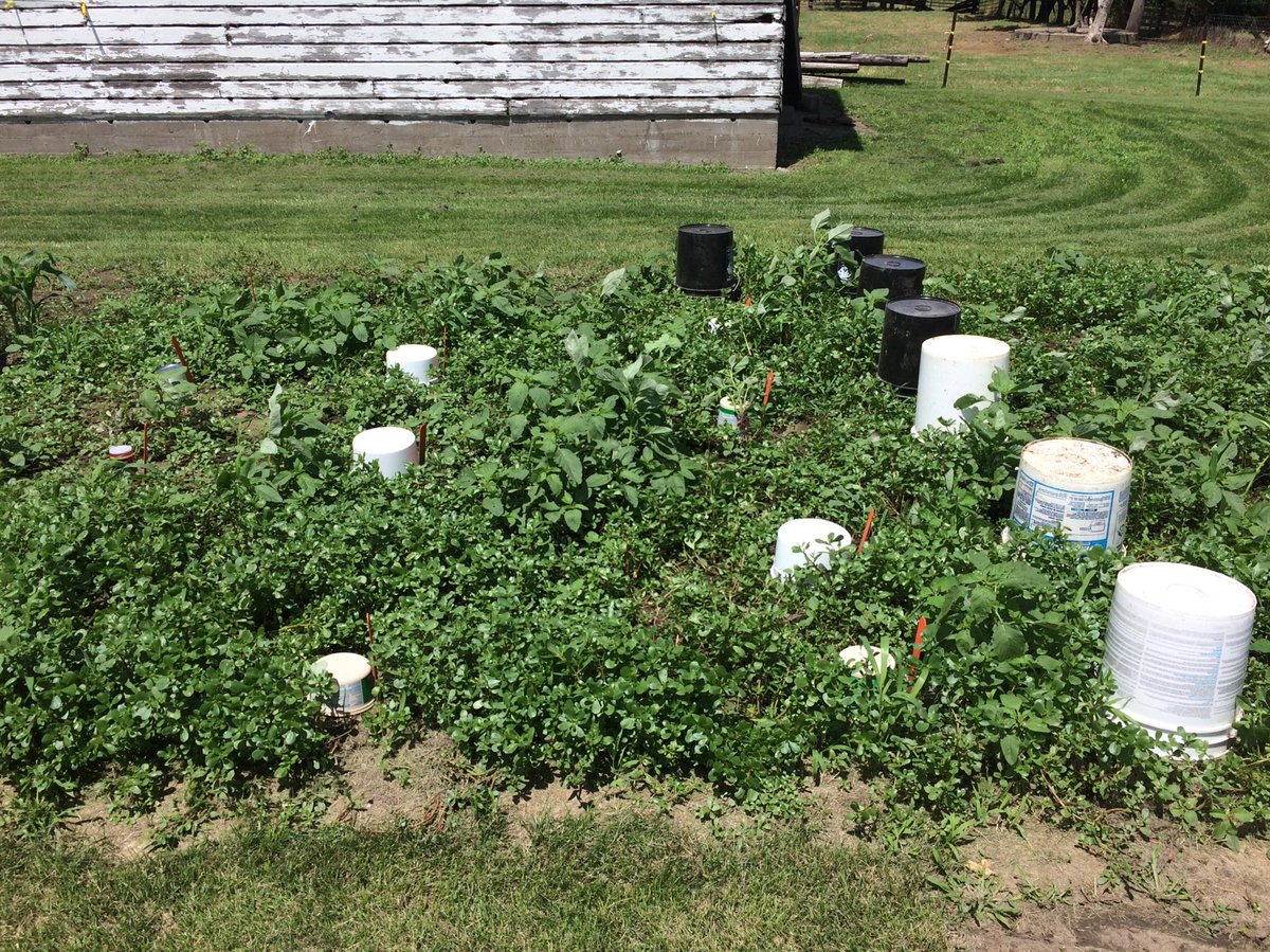 RLOien's tweet photo. Can I still call my tomatoes and peppers #organic if I doused everything growing around them with #glyphosate????  😂 😷 #lazyweeding https://t.co/XhmmLVZW4M