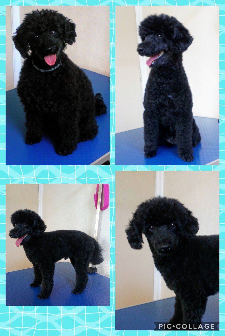JustLoveDogs_K9's tweet photo. 1 before &amp; 3 after pics ✂️ 🐩 Indie 💕 #toypoodle #poodle #windermere #lovedogs #lakedistrict #windermeredoggroomer #doggroomerinwindermere #dogsonfacebook #dogsontwitter #dogsoninstagram #lovethelakes https://t.co/TJxWBHXKem