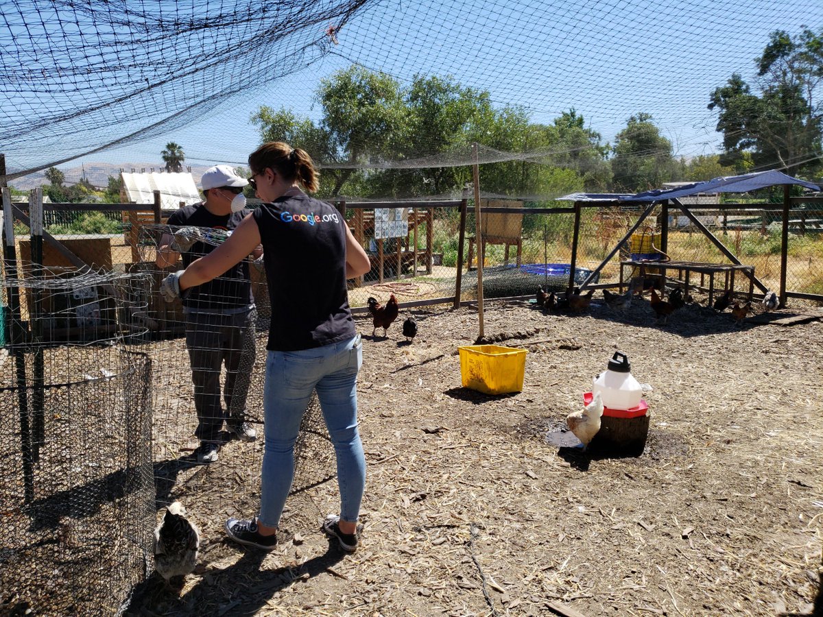 Veggielution's tweet photo. So much β€οΈ on the farm today! We had the @CETWorks solar class helping install panels for our new composting system! We also had a group from @GoogleInCA and @handsonbayarea helping spruce up our chicken coop! #GettingThatWorkDone #SanJose #Parks #partnership https://t.co/fsevm6BzDH