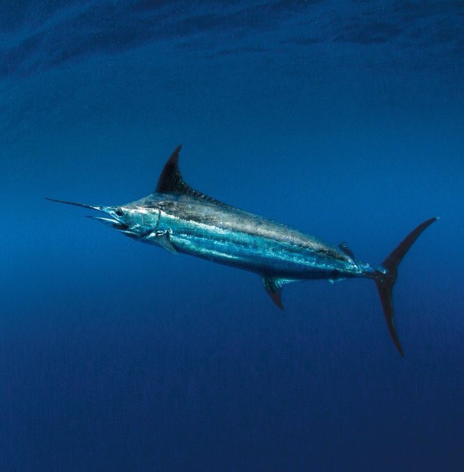TheIGFA's tweet photo. A legislative amendment to the Billfish Conservation Act has cleared the US House of Representatives on June 25th. Only one step is left before it goes to the President to be signed into law! 👉🏼https://t.co/sLl5XcAmnb https://t.co/q594qktWsU