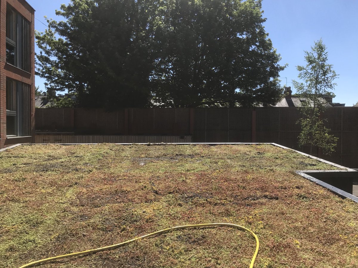 Completed 3 small lightweight #greenroofs in #Oxford today. Far too hot to work in, but job done. Luckily good water pressure so essential irrigation is not a problem
