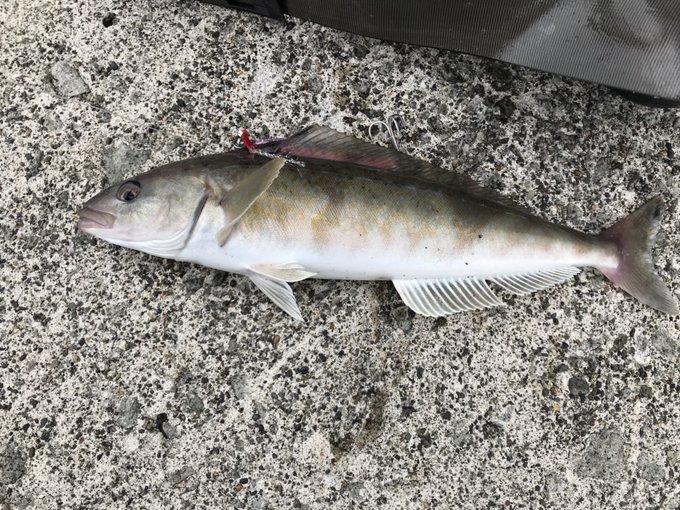 初心者でも釣れる 北海道はライトショアジギング入門に最適 フリーランスさばいばる