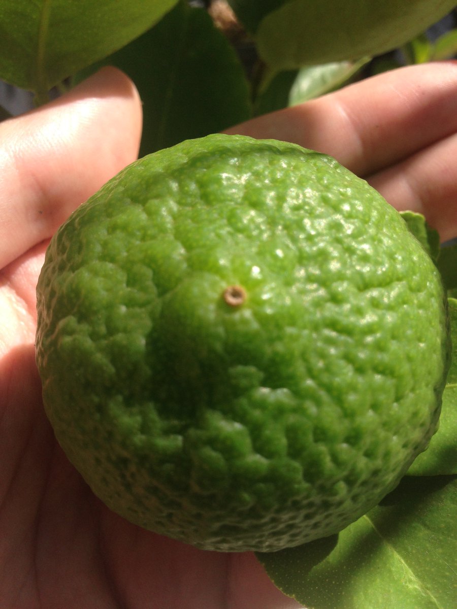 FrutiplusExport tweet picture