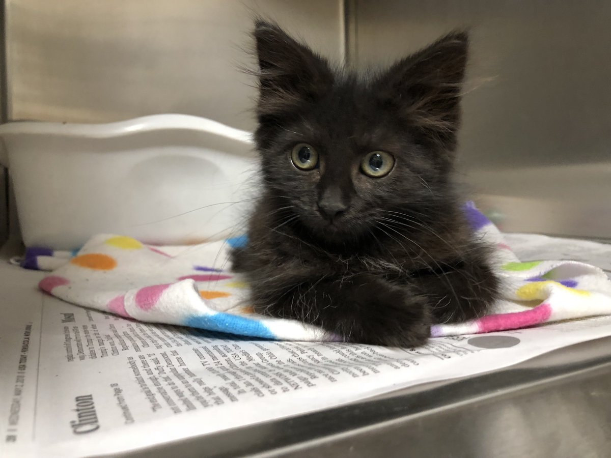 Santa Rosa County On Twitter A Long Haired Bunny At The Shelter