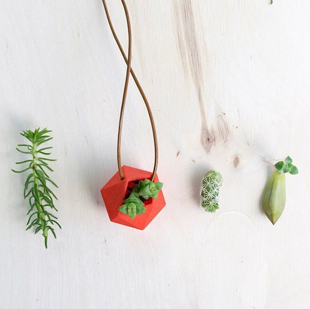 Wearplants's tweet photo. Picking out tiny plants is serious business. I’ve got sedum (I think), Tom Thumb Crassula, thimble cactus, and a graptopetalum prop that are all so delicate and tiny right now! #summer #succulentgarden #succulents #leafladies #botanicalpickmeup #plantlad… https://t.co/fEU9STN131 https://t.co/d8CUAwZoJ3