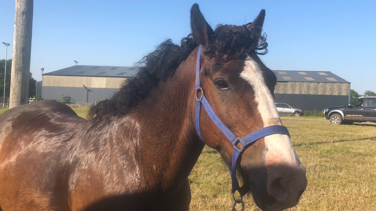 Greenhill equestrian (Greenhilleques1) Twitter