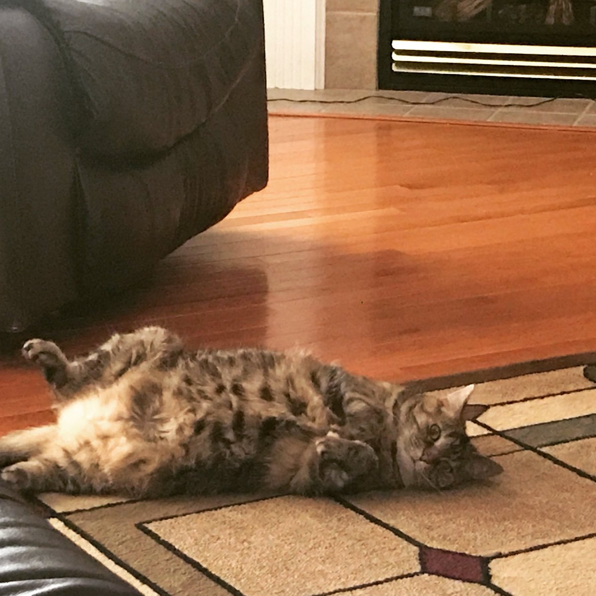 NKYDemMom's tweet photo. When you’re sexy and you know it.
#CatsofTwitter #Cats https://t.co/le4bCQwmv4