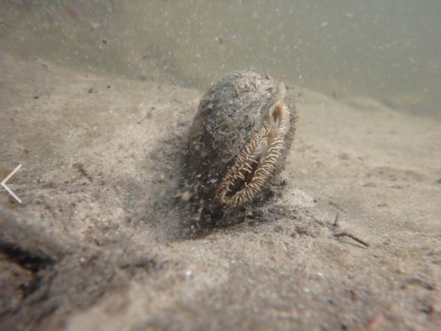PhatMucket's tweet photo. Staring into the face (?) of an Ellipse mussel! Underwater photos taken of #FreshwaterMussels in the #MilwaukeeRiver.  @FMCS_Mollusk @mkeriverkeeper https://t.co/YeVJZILKSU