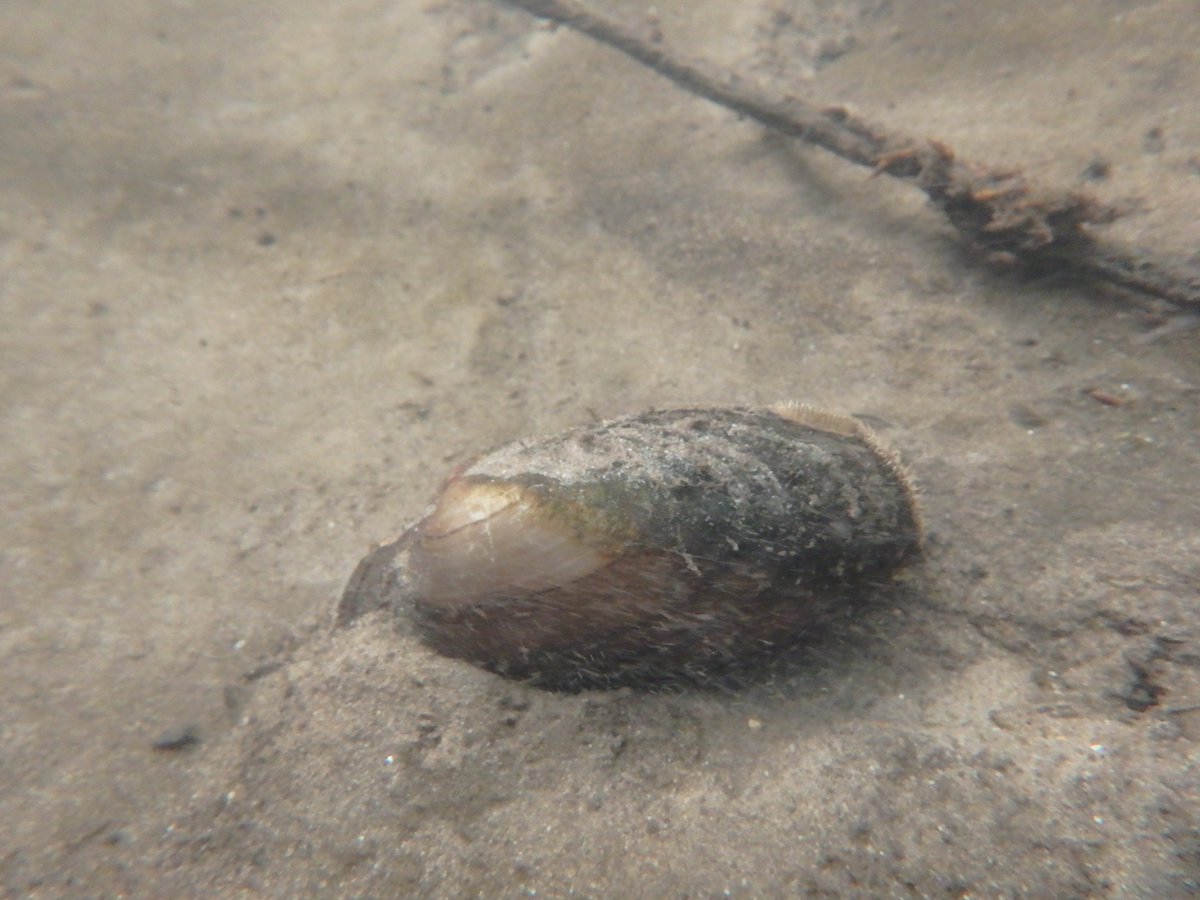 PhatMucket's tweet photo. Staring into the face (?) of an Ellipse mussel! Underwater photos taken of #FreshwaterMussels in the #MilwaukeeRiver.  @FMCS_Mollusk @mkeriverkeeper https://t.co/YeVJZILKSU