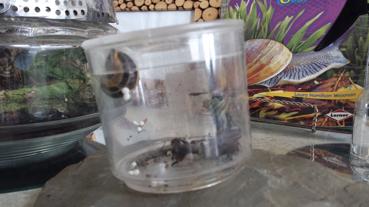 MrsMarinuzzo's tweet photo. Here's a close-up of the snail Maria found and the eggs she laid is class! #learninginplay #stsmandmary_dpcdsb #outdoorlearning https://t.co/43dNshE8Wa