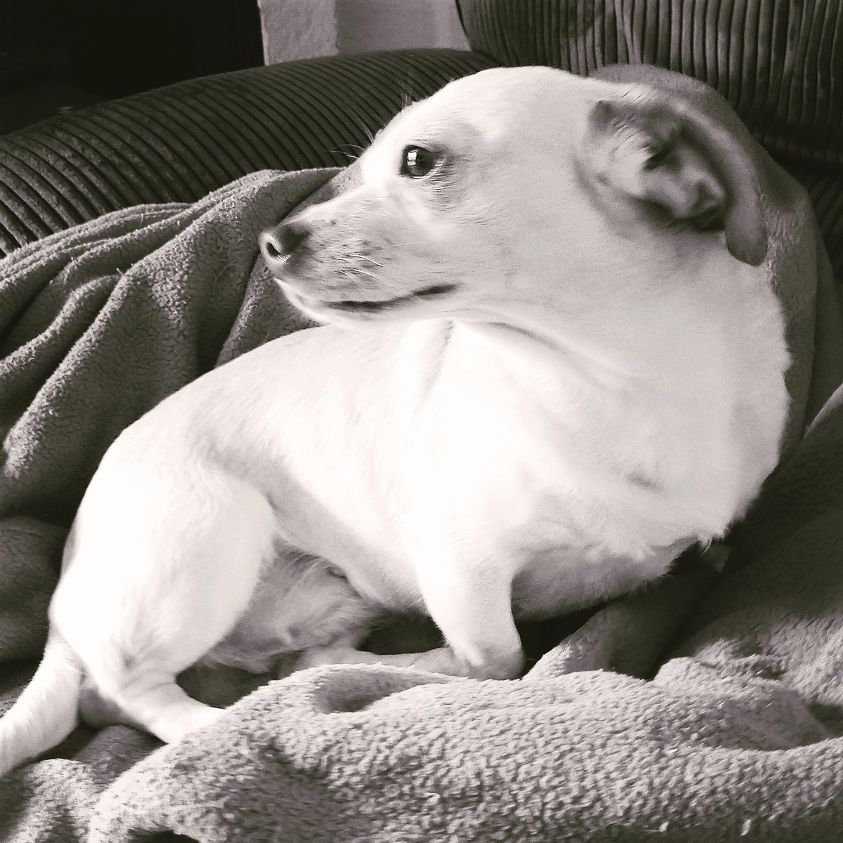 Street2Sweet's tweet image. So Glam! @theRealMissPenny  #hollywoodDogs #OldSchool #labby