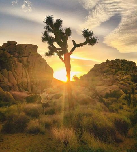 VisitSBC's tweet photo. There is something magical about a desert sunset. @JoshuaTreeNPS 📷: @stacy.bean https://t.co/e6ZN8f8aze